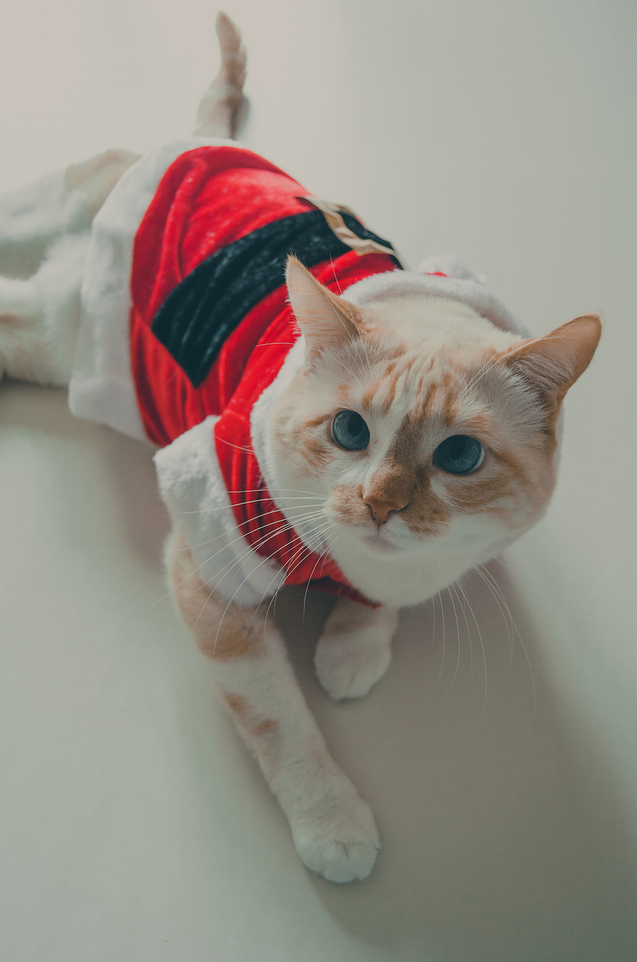 Mi gato de Papa Noel