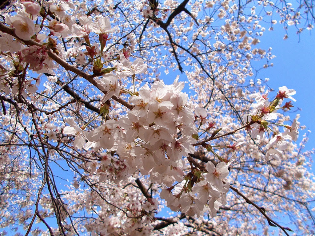 Какие деревья цветут в апреле. Цветущие деревья. Цветущие деревья в апреле. Цветущие вишни. Цветущая вишня дерево.