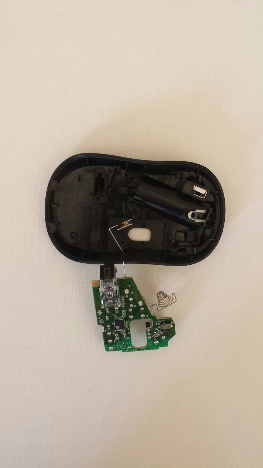 ammai anatomy of the mouse