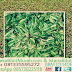 Jual Rumput Gajah Mini Varigata Harga Murah