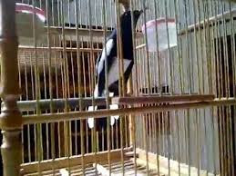 kacer siap lomba kacer siap lomba, kacer lomba