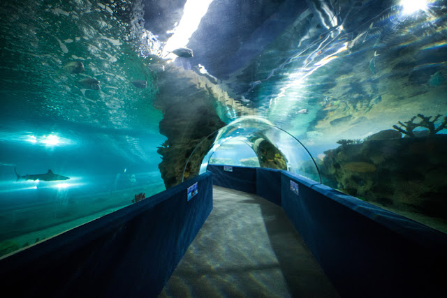Aquarium Wedding Venues greater cleveland aquarium Aquarium Wedding Venues greater cleveland aquarium