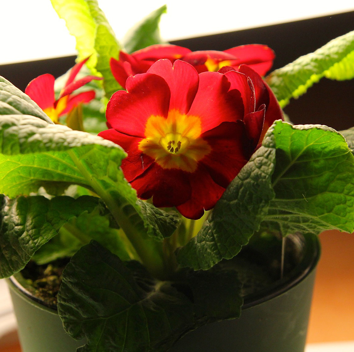 Bloomingwriter Gardening in Nova Scotia The gardener indoors