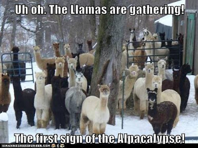 Top text: The llamas are gathering