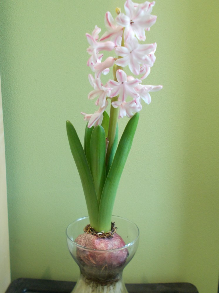The Green Fingered Blog Growing hyacinths indoors for Christmas