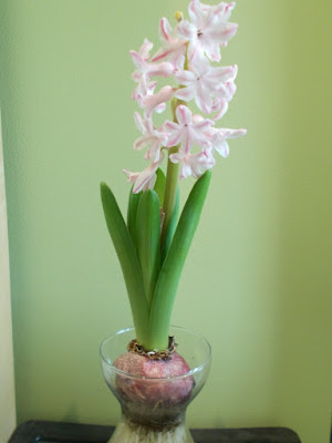 Flowering Hyacinth in a glass Growing hyacinths indoors for Christmas Green Fingered Blog