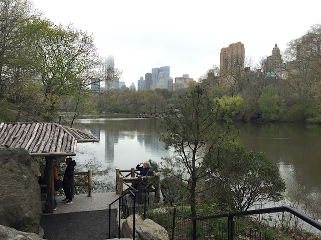 Forest Bathing in Central Park
