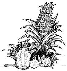 Pineapple coloring page 9