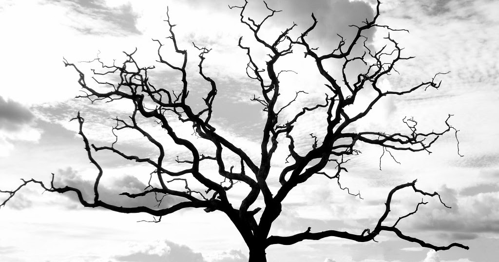 Terbaru 33+ Gambar Pohon Kering