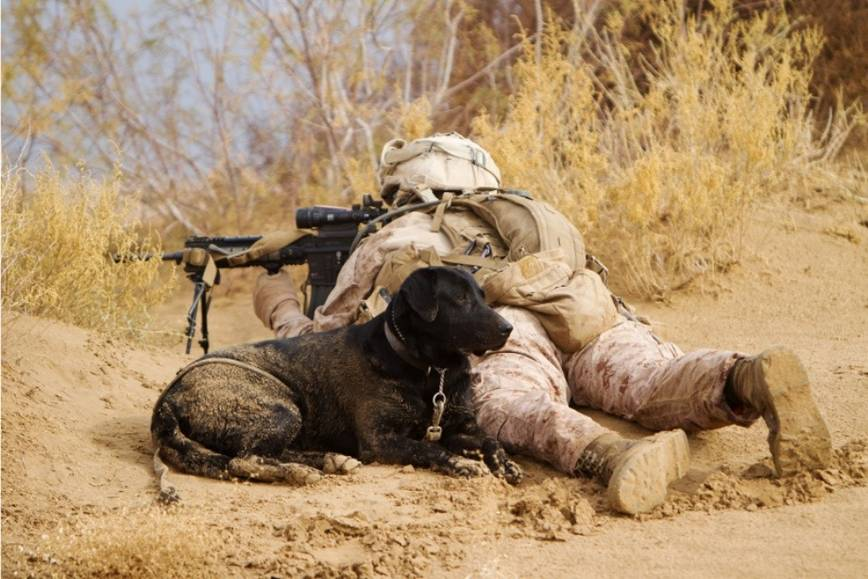 War Dog