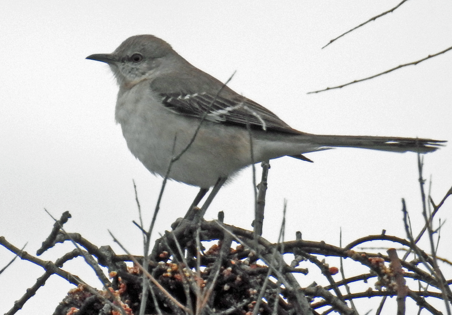 Cascade Ramblings Birds of Tucson Mountain Park