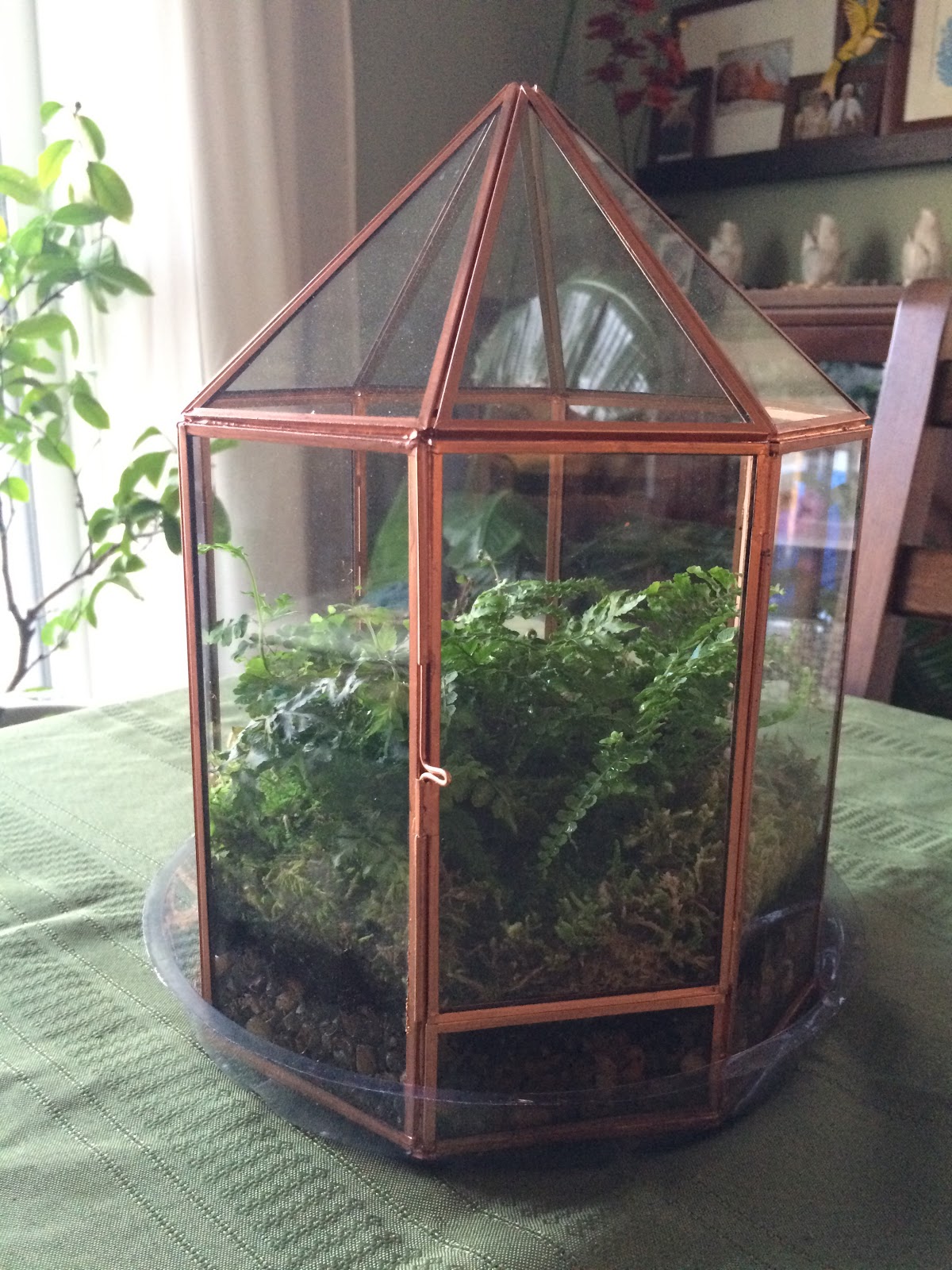 In the Little Yellow House Building a Tiny Terrarium