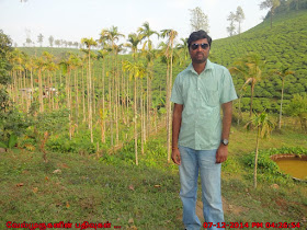 Tea Plantations in Wayanad