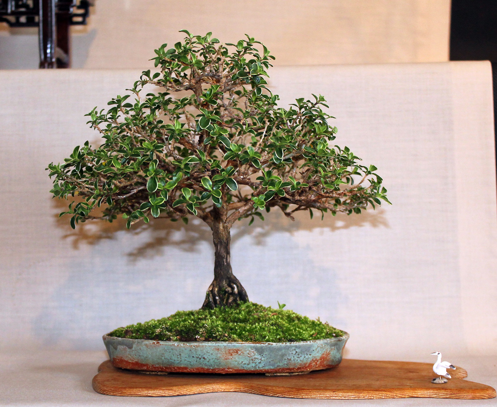 Little Cornish Trees Cornwall Bonsai Society & the National Trust