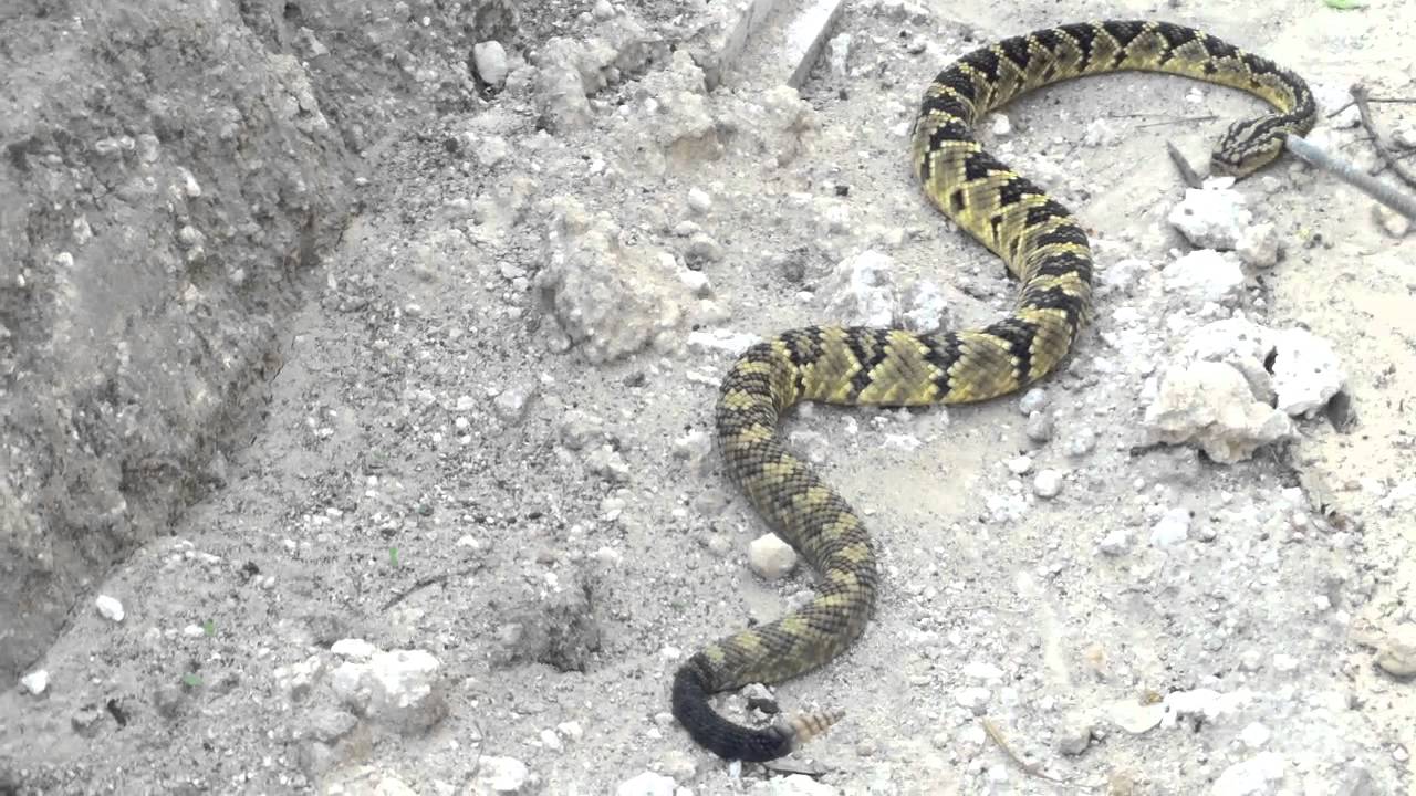 flora y fauna de baja california sur flora y fauna de baja california sur