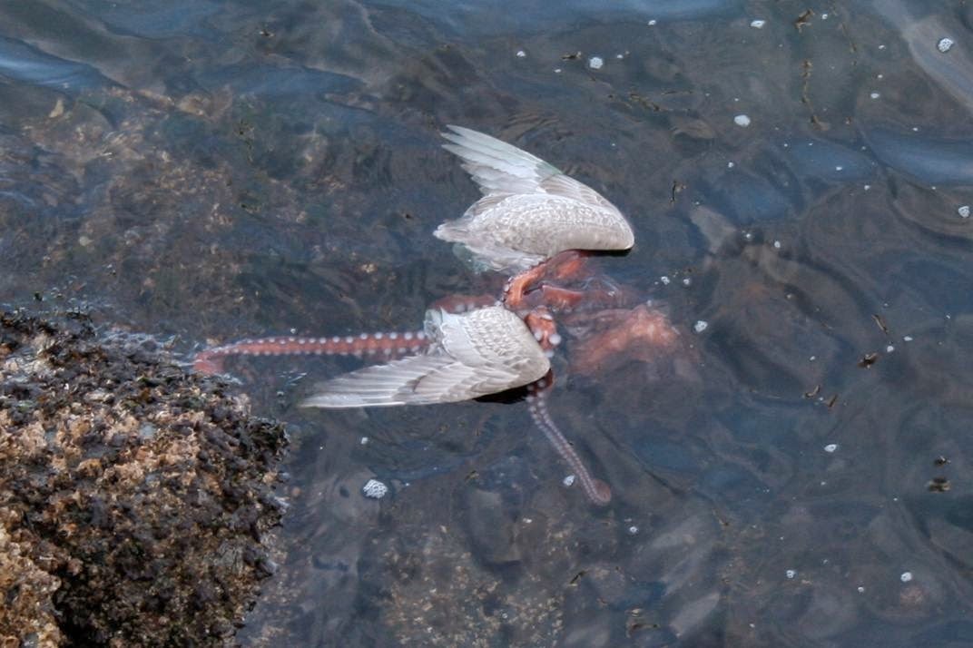 octopus eating a seagul