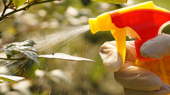 Tree pest control homemade insecticidal soap spray