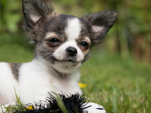 15 Miniature Dog Breeds That Are Just Too Cute