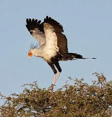 secretary bird birds flying facts treknature