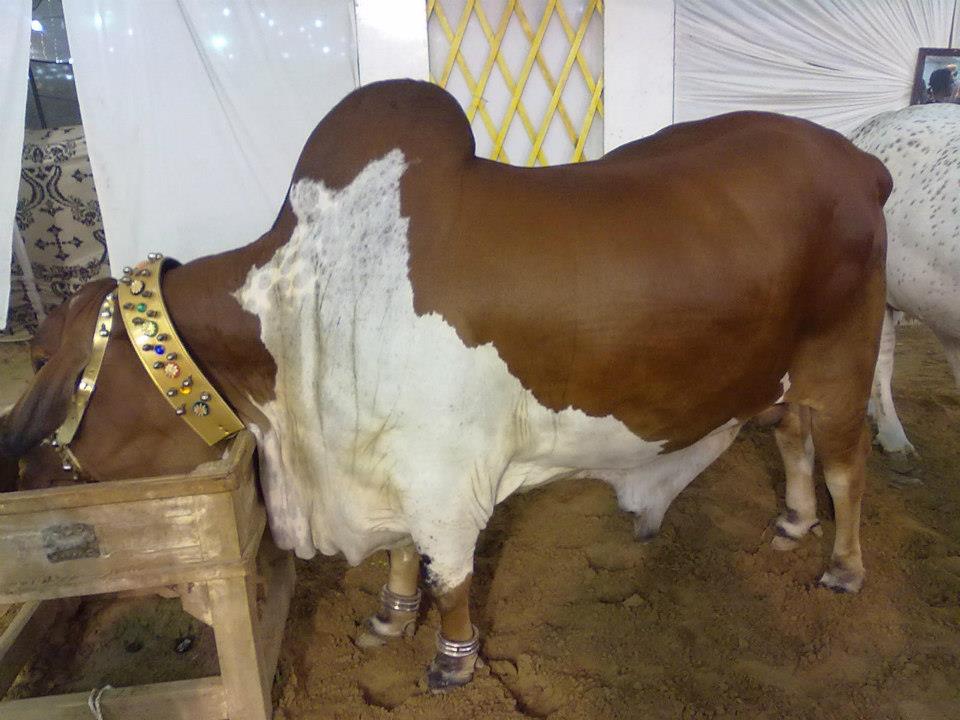 Malik TV KTS: bakra eid 2012