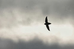 harrison james prairie ice rivers poems theory 1990 practice