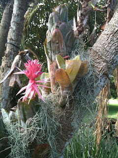 ¿Dónde plantar aechmea? ¿Dónde plantar aechmea?