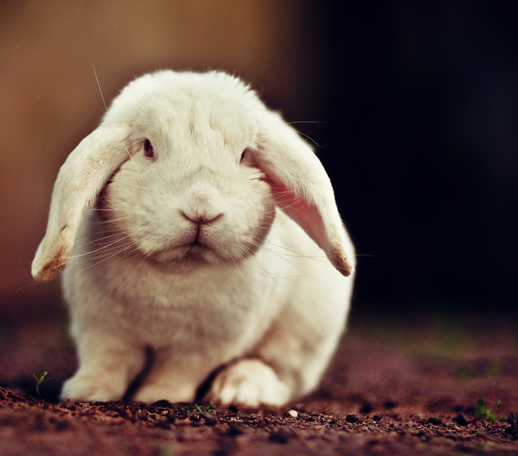 Sad bunny? 