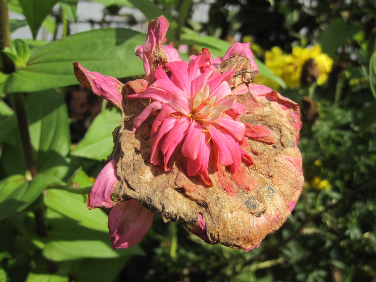 Oil Changes the anti food blog food blog Rotting Flowers, Bacteria 101