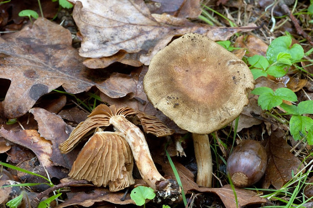 Cortinarius venetus var. venetus