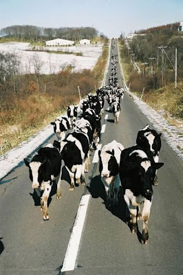 Fotos simpáticas de vacas,