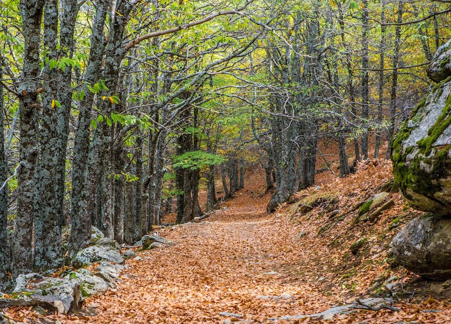 El castañar del Tiemblo en otoño