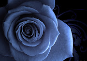 Blue Roses Wallpapers (blue roses )
