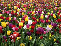 La Escalera de Iakob: La crisis de los tulipanes