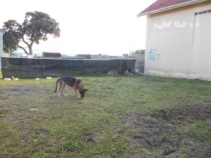Alsation "Guard Dogs" at "Oude Molen Village" in Pinelands.