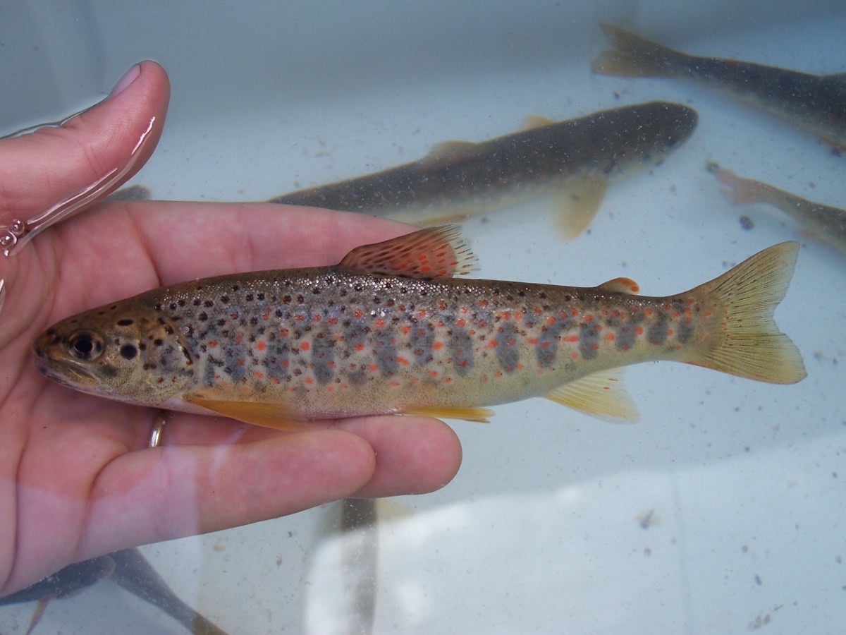 Athens Nature Journal How many species of freshwater fish in Greece A