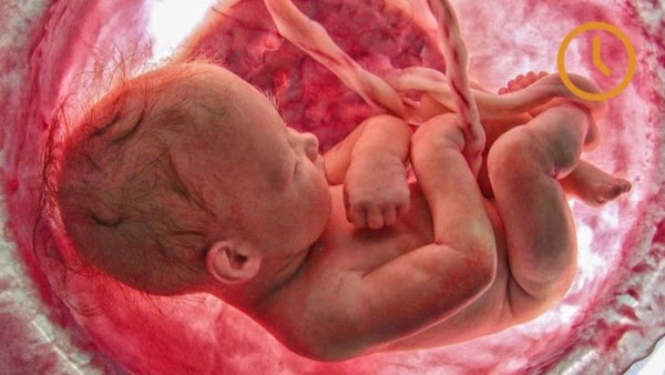 Agencias De La onu Hacen Presión Para Legalizar El Aborto Agencias De La onu Hacen Presión Para Legalizar El Aborto