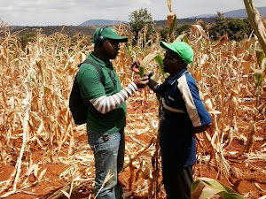 Farming drought in Kenya 2013