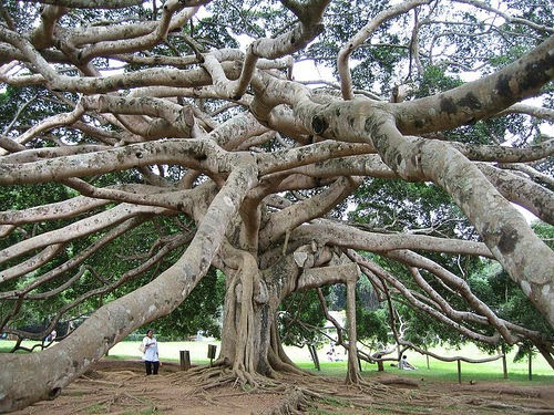 Java giant fig tree