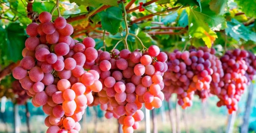 Perú se convierte en el tercer exportador mundial de uva fresca, informó MINCETUR Perú se convierte en el tercer exportador mundial de uva fresca, informó MINCETUR