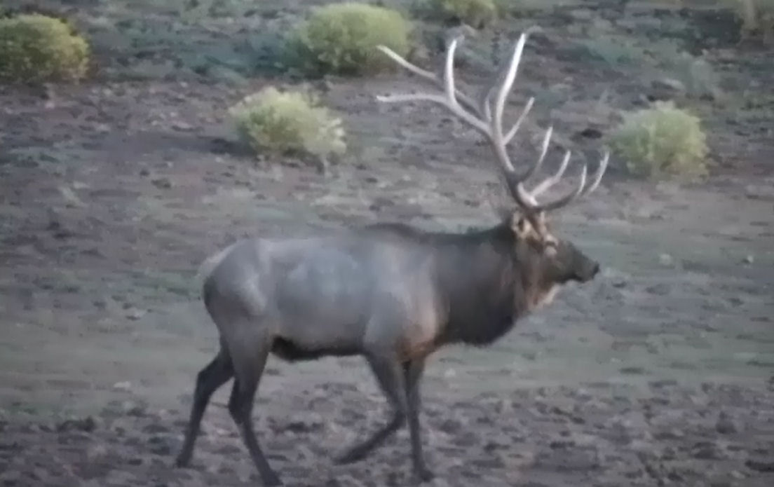 Field Judging Elk And Scoring Elk Antlers 4 Jay Scott Outdoors 
