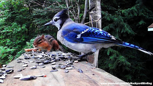 How This Blue Jay Gets Revenge on Chipmunk Is Hilarious