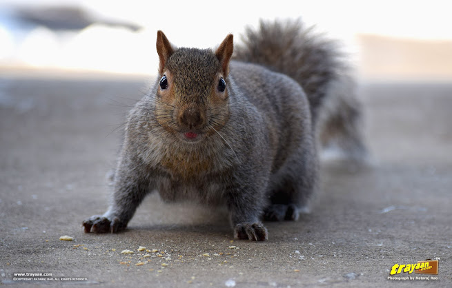 Eastern Gray Squirrel in Minnesota, during winter