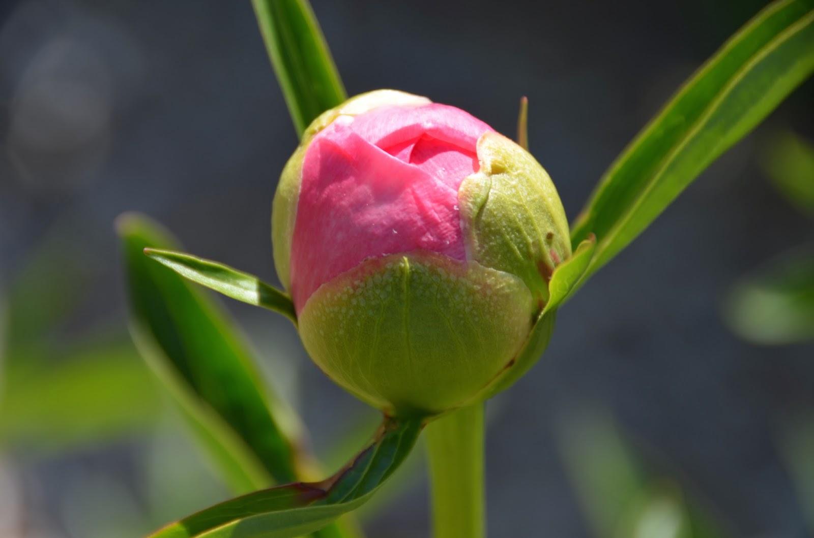 Southern Peony 2016 Herbaceous Peony Buds