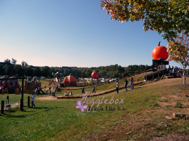 Fall time family fun at Pumpkin Village at Leesburg Animal Park in Leesburg VA, family fun in Northern Virginia, 