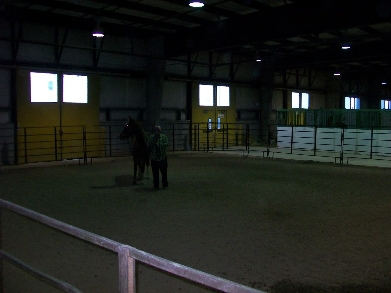 Wilsons' Wild Ones Rocky Mountain Horse Expo Sunday