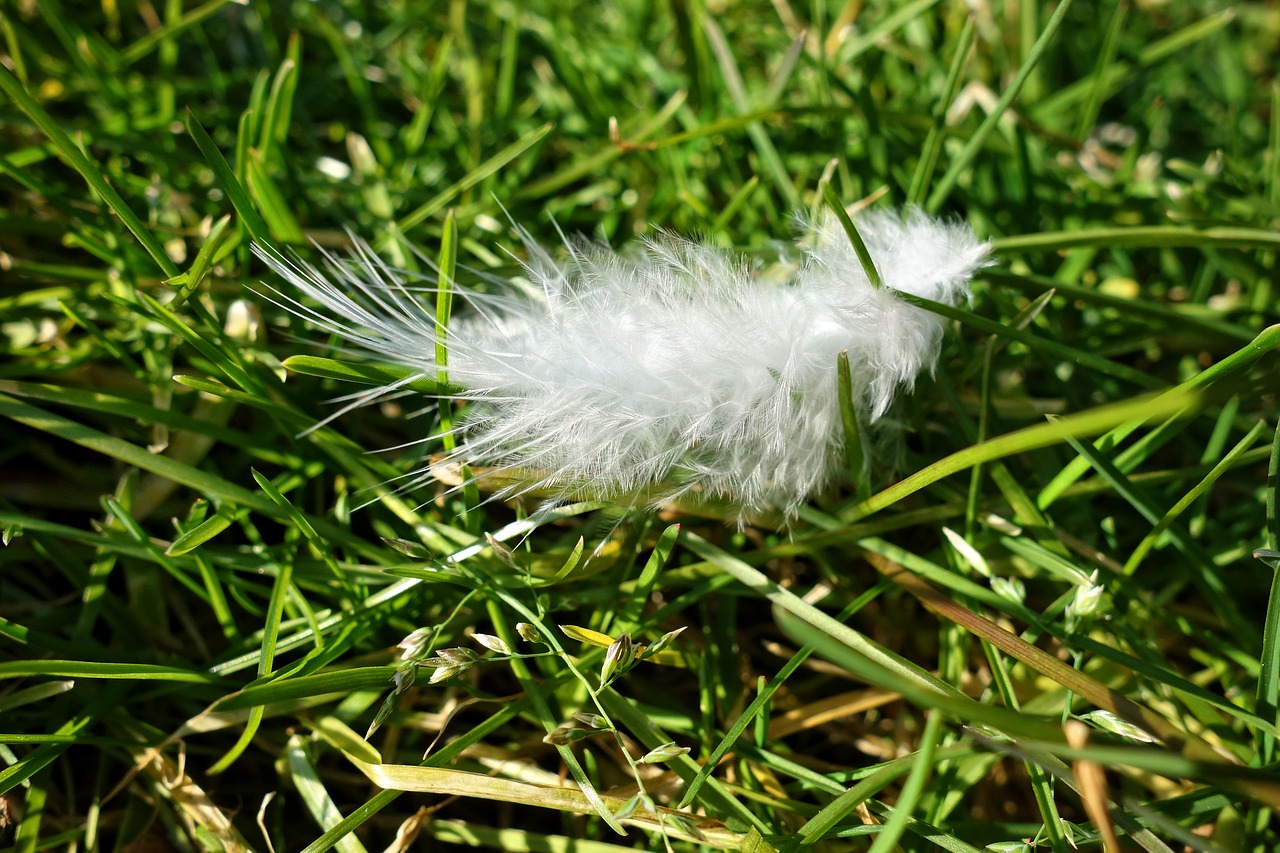 12 March 2018 Feather Falling