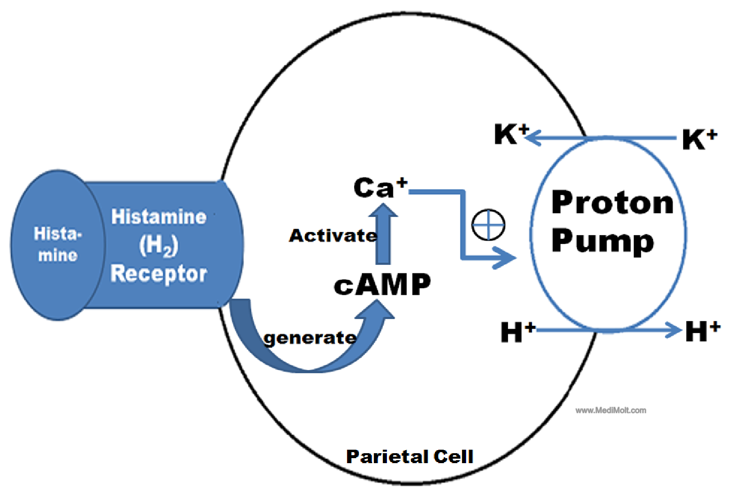 Peptic Ulcer And Anti Peptic Ulcer Drugs With Their Mechanism Of Action