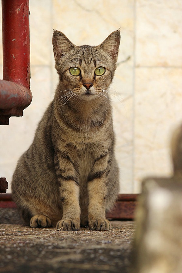 Cats from Phuket {Thailand} Traveling Cats Travel Pictures of Cats