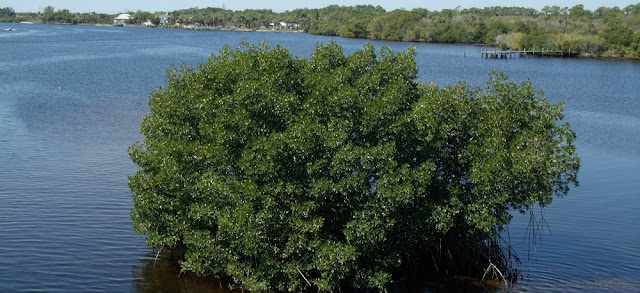 Caloosahatchee River Caloosahatchee River