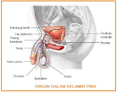 Selain menghasilkan sel sperma, testis juga berfungsi sebagai tempat pembentukan hormon